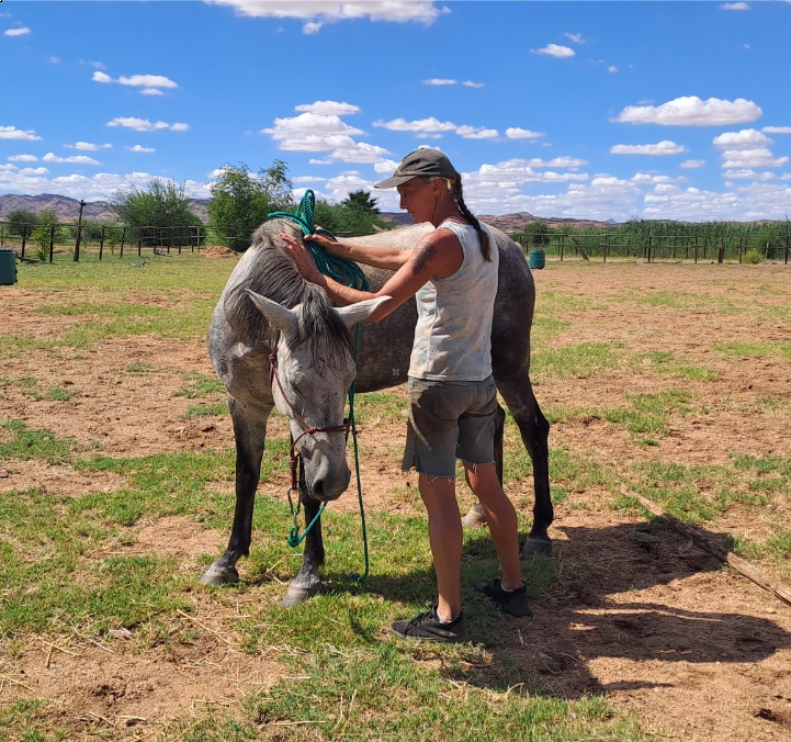 Gentling wild horses by working at their own pace