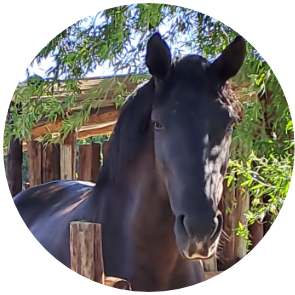 Midnight The "Madam Mare"