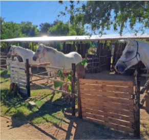 We took our climate into consideration when we designed our natural looking stables each with its own camp