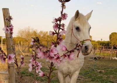 Whiskey, Perdletiek's first horse and the kids' favourite horse to ride in lessons or on outrides
