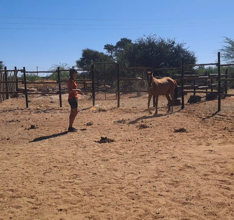 Gentling wild horses by working at their own pace