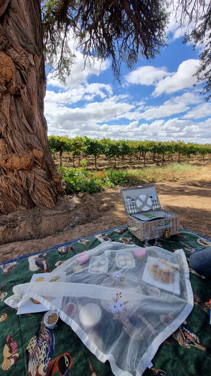 picnic with a horseback trail ride in the vineyards of Augrabies